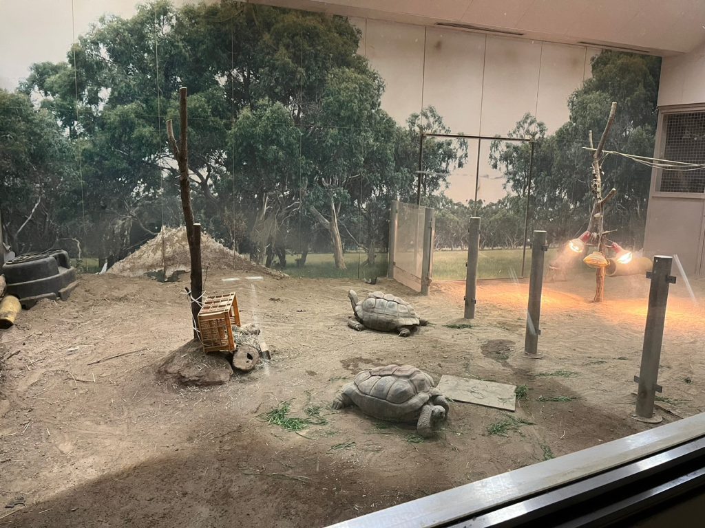 天王寺動物園のカメ