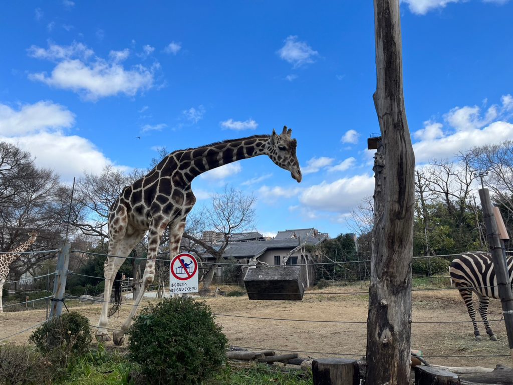 大阪市の天王寺動物園のキリン