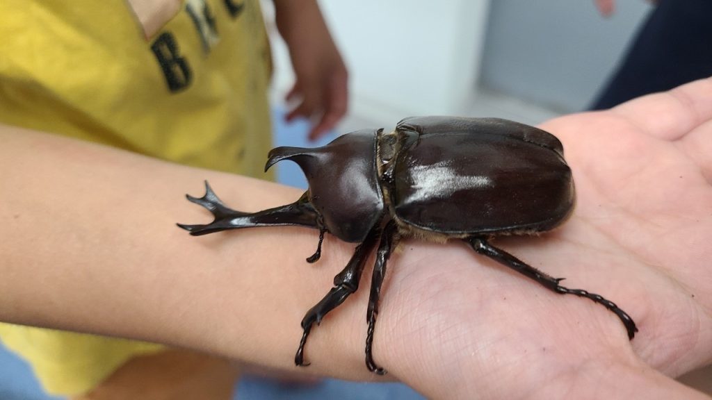 オハナピース花園町　カブトムシ
